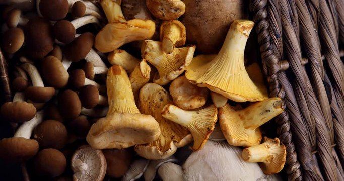 Top view of variety of uncooked wild forest mushrooms in a wicker basket on a black background, Rotation 360. Mushrooms chanterelles, honey agarics, oyster mushrooms, champignons, portobello, shiitake