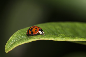 LADYBIRD