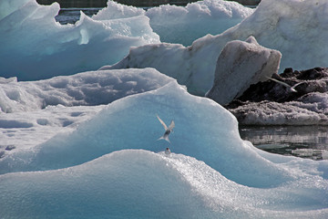 oisillon sur la glace