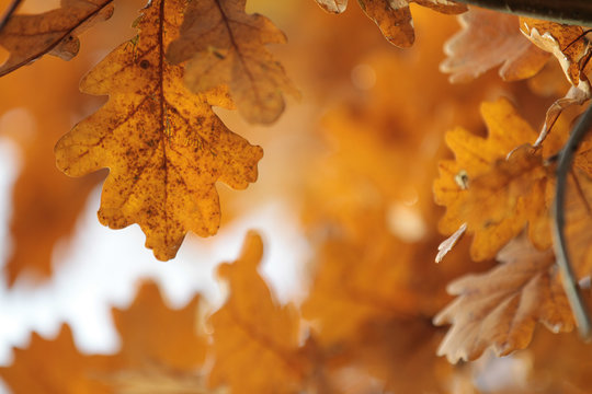 Oak leaves closeup