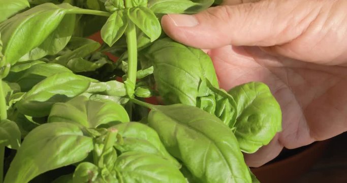 Mano che tocca il basilico fresco
