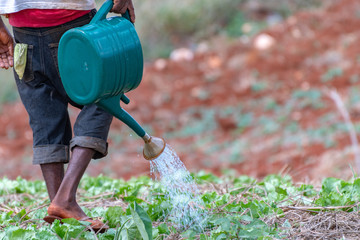 Jamaican farm worker in outdoor agricultural field watering lettuce garden with watering can