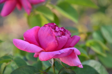 rose fanée dans un jardin