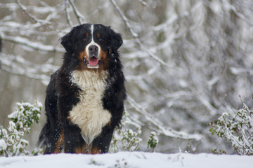 cane bernese mountain sulla neve
