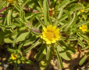 Spiny Starwort (Pallenis spinosa)