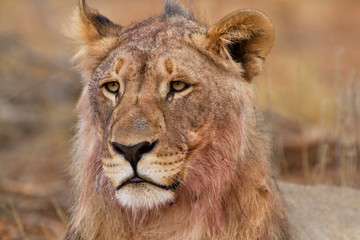 Portrait of a young male lion just after eating from a prey in the early morning in Erindi Game Reserve in Namibia