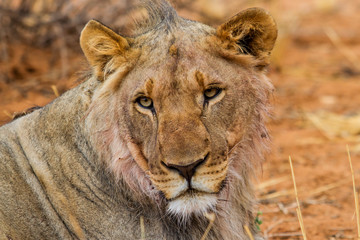 Portrait of a young male lion just after eating from a prey in the early morning in Erindi Game Reserve in Namibia