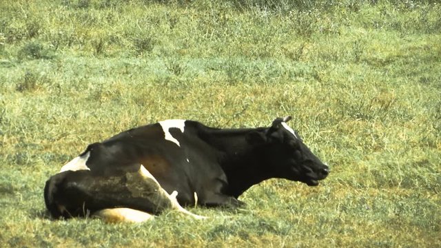 Голодная корова. Корова лежит. Корова лежа.