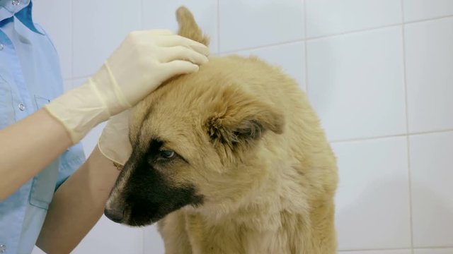 Pets. The veterinarian is examining the dog in an animal hospital. 4K
