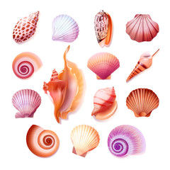 Seashells