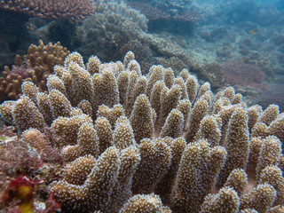 Naklejka na ściany i meble soft coral found at coral reef area at Tioman island, Malaysia