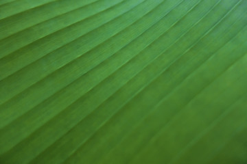 Green leaf lines texture, blurred