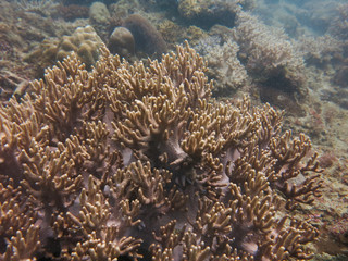Naklejka na ściany i meble soft coral found at coral reef area at Tioman island, Malaysia