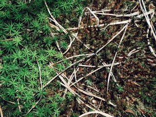 Polonne / Ukraine - 21 August 2018: Green moss lichen background on the forest wall texture