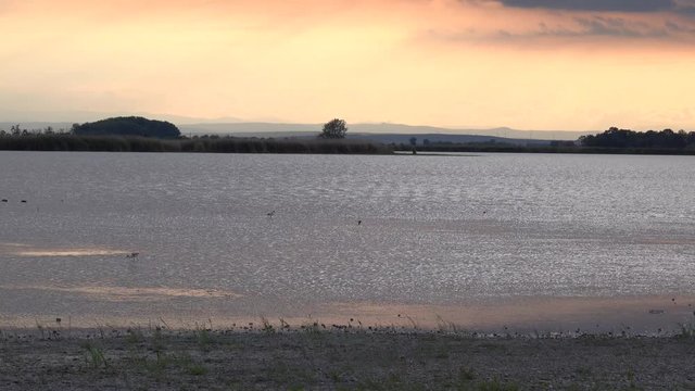 V&ouml;gel insbesondere Stelzenl&auml;ufer am Zicksee im Burgenland