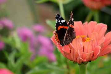 Red Admiral butterfly on an orange gerbera