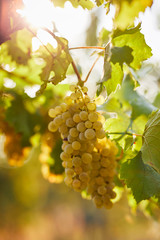 A bunch of yellow grapes on a vineyard on a sunny day