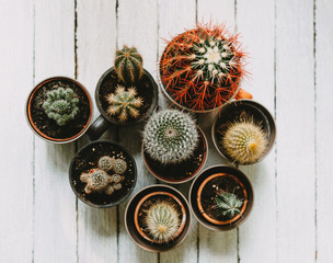 Fototapeta na wymiar Collection of various cactus on white wooden table