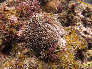 Naklejka na ściany i meble Coral that found at coral reef area at Tioman island, Malaysia
