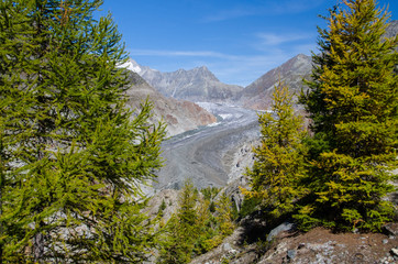 View to the glacier of aletsch (Aletschgletscher), a nice hike in autumn from Bettmeralp to...