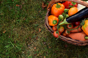 Set of vegetables in a wicker basket. Freshly picked harvest in the green grass. Copy space