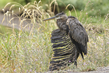 Distressed great blue heron.