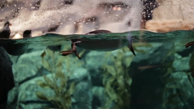 Slow Motion Puffins Swimming Underwater
