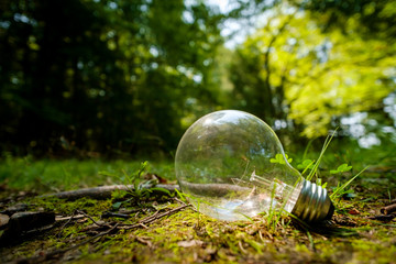 Edison Globe Lightbulb Nature
