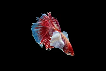 Deurstickers The moving moment beautiful of red siamese betta fish or half moon betta splendens fighting fish in thailand on black background. Thailand called Pla-kad or dumbo big ear fish. © Soonthorn