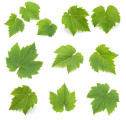 collection of green grape leaves isolated on white background