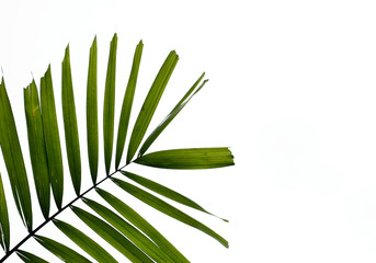 palm leaf isolated on white background