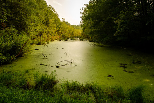 Photosynthesis Algae Images – Browse 3,550 Stock Photos, Vectors, and