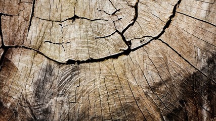 wood texture at stump