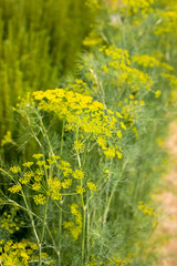 Dill Bush With Yellow Inflorescences Umbrella Growing In Vegetable Garden In Sunny Day In Summer.