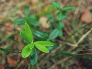 Polonne / Ukraine - 21 August 2018: green leaves of forest plants on the background of the earth