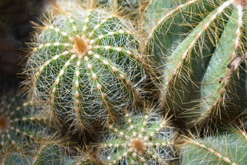 Cactus