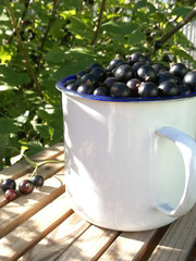 Black currant in blue enameled mug on a bench