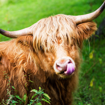 Funny and beautiful hairy highland cow, scottish symbol