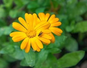 Closeup of beautiful orange marigold flower on the green background. Calendula. А fly sitting on an orange calendula.