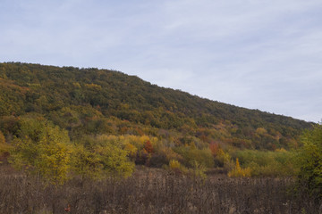 Obraz premium Carpathian forest in october