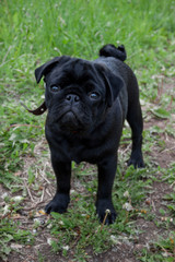 Cute chinese pug puppy is looking at the camera. Dutch mastiff or mops. Pet animals.