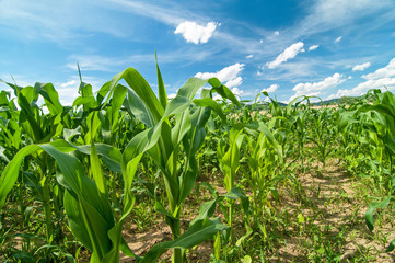 Corn field on a bright sunny day