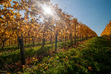 Vineyard in autumn, lit by sun