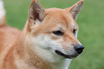 Cute red shiba inu close up. Pet animals.