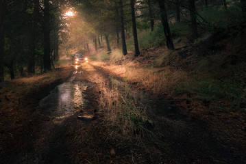 Car driving into a forest after heavy rain