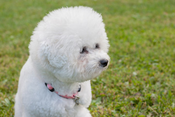Cute bichon frise close up. Purebred dog.