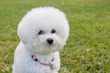 Cute bichon frise is looking at the camera. Pet animals.