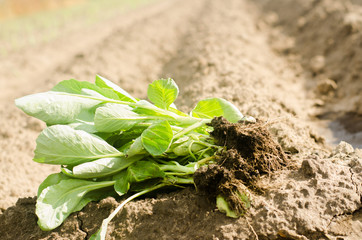 cabbage seedlings ready for planting in the field. farming, agriculture, vegetables, agroindustry.