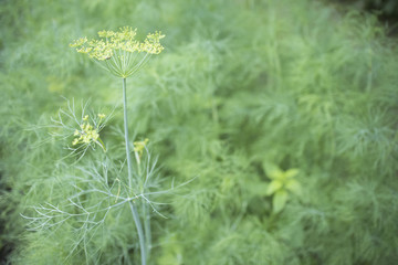 Dill plant in the garden