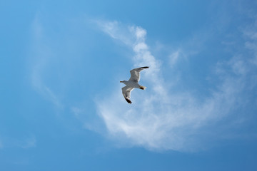 Fototapeta na wymiar Fliegend Möwe mit blauen Himmel